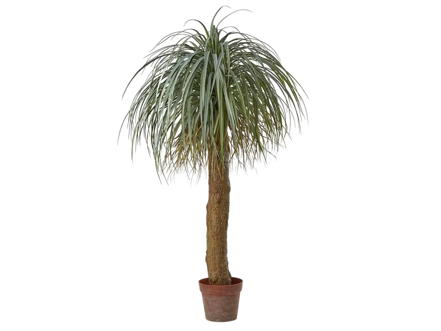 Edg Kunstpflanzen Beaucarnea H: 150 cm | Schubiger Möbel
