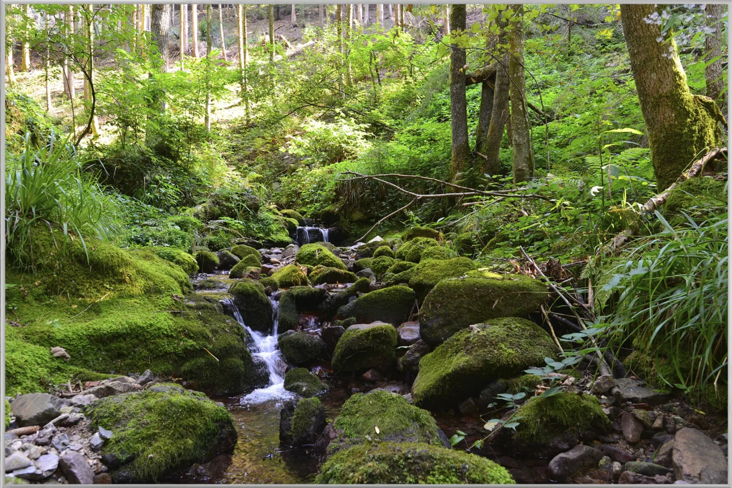 image LAND Bild mit Rahmen Flusslauf im Wald 2 | Schubiger Möbel