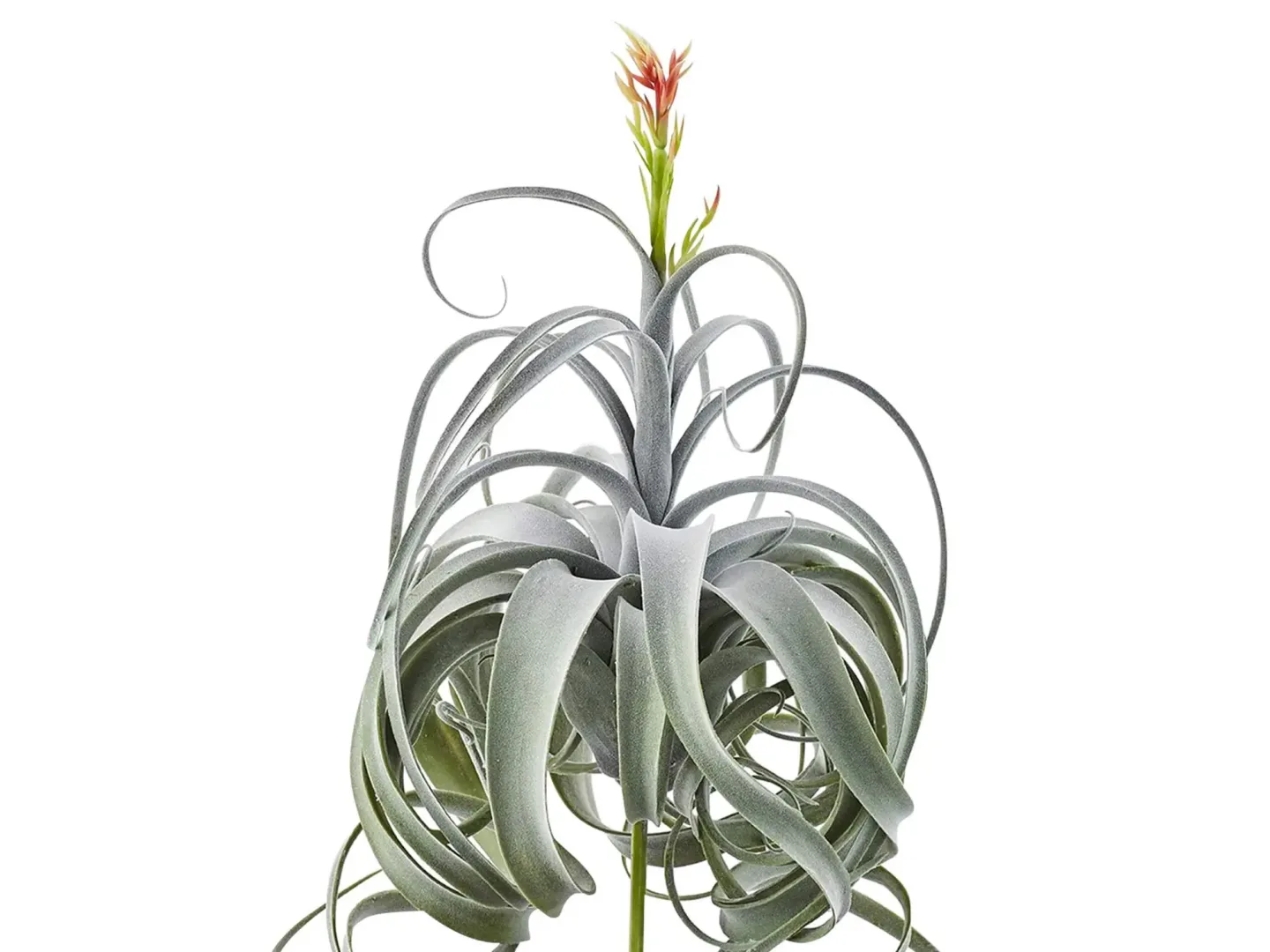 Edg Tillandsia Grün H: 60 cm Grün | Schubiger Möbel