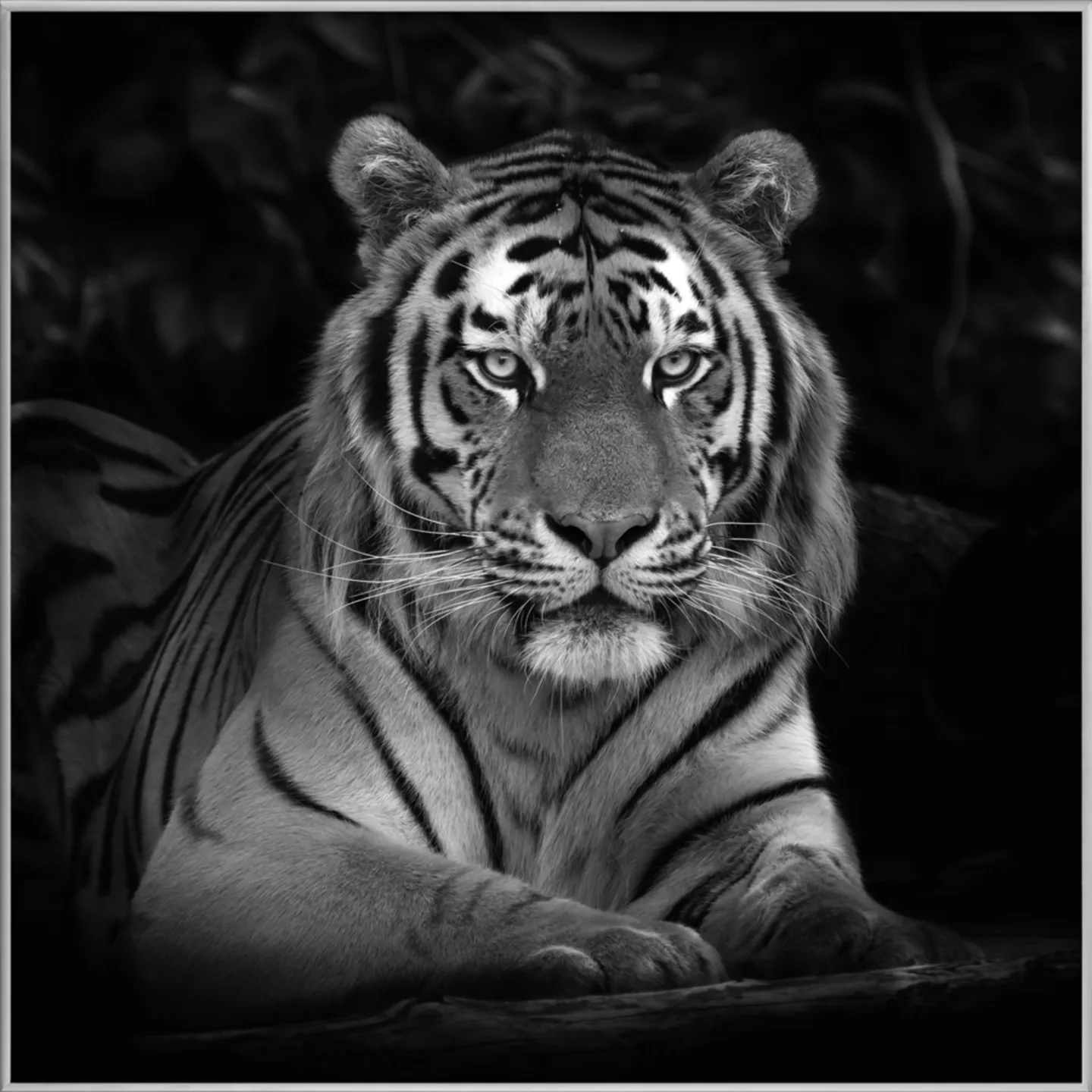 image LAND Bild mit Rahmen Imposanter Tiger | Schubiger Möbel