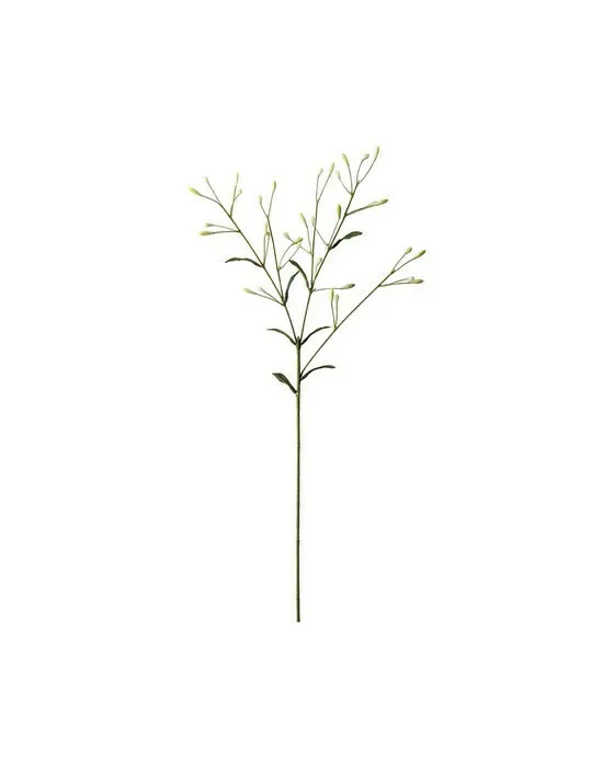 Bærgren afskåret blomst hvid