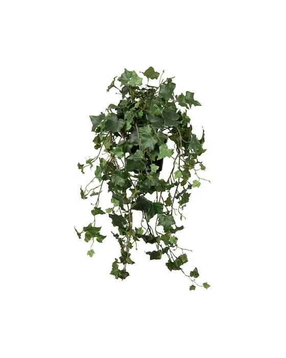Mr Plant, Vedbend 75 cm