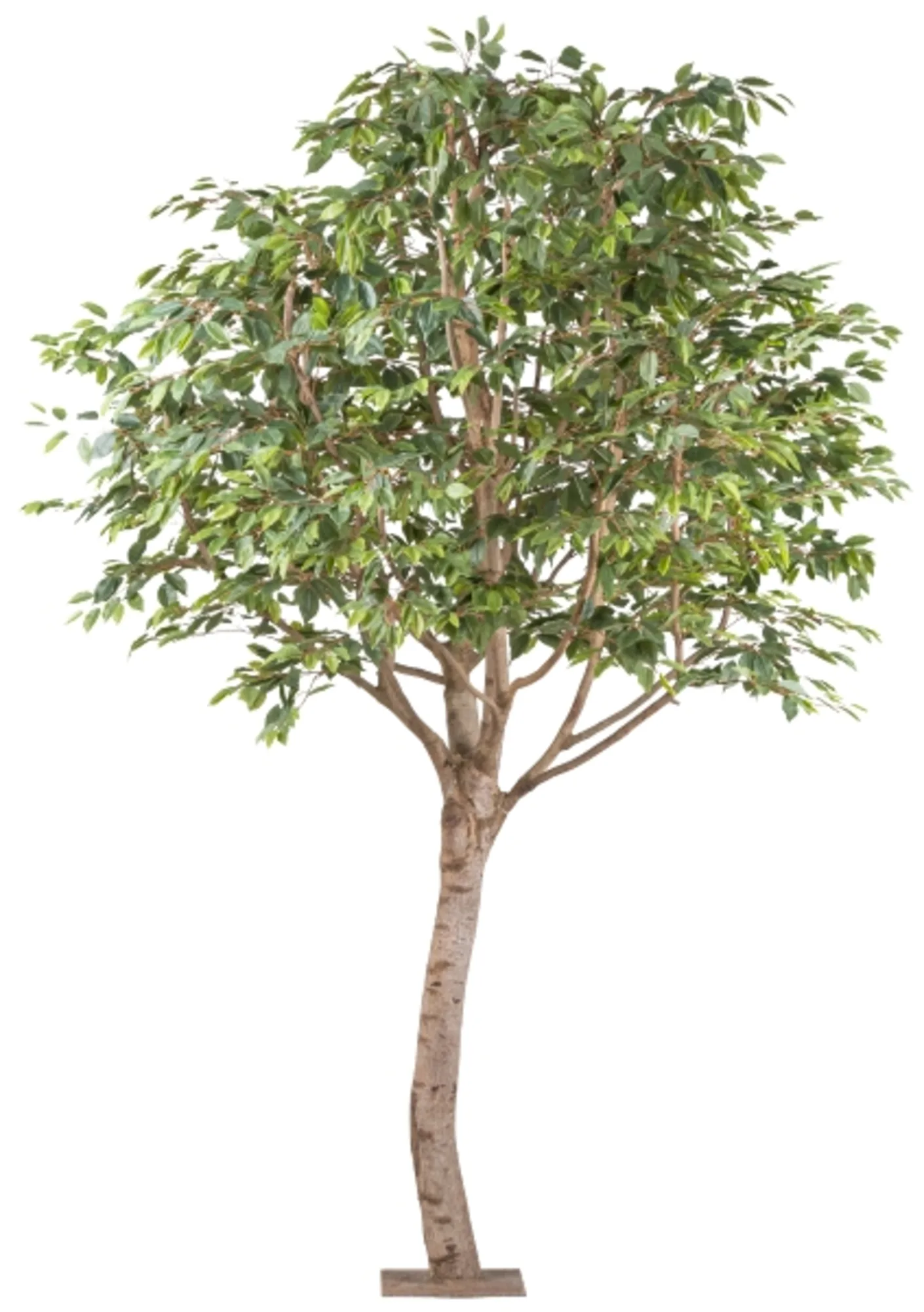 Gasper Kunstpflanzen Ficus Benjamina Naturstamm Auf Metallplatte H: 260 | Schubiger Möbel