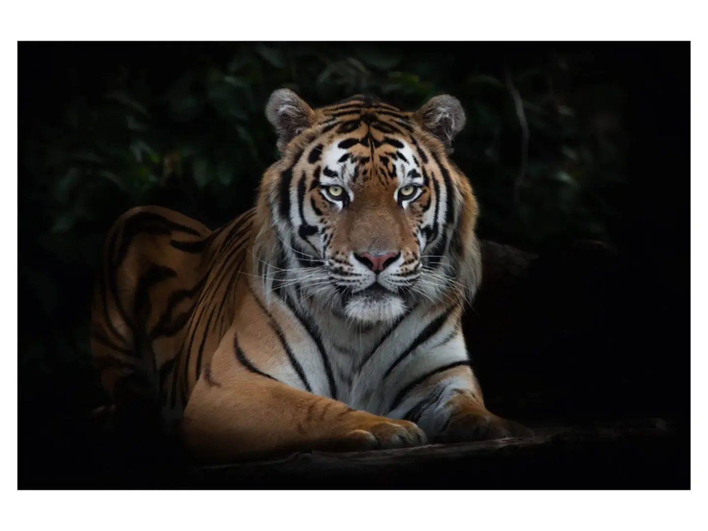 image LAND Digitaldruck auf Acrylglas Imposanter Tiger | Schubiger Möbel