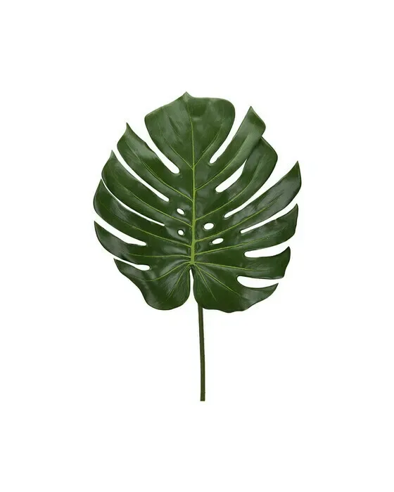 Monstera Cut Flower Green