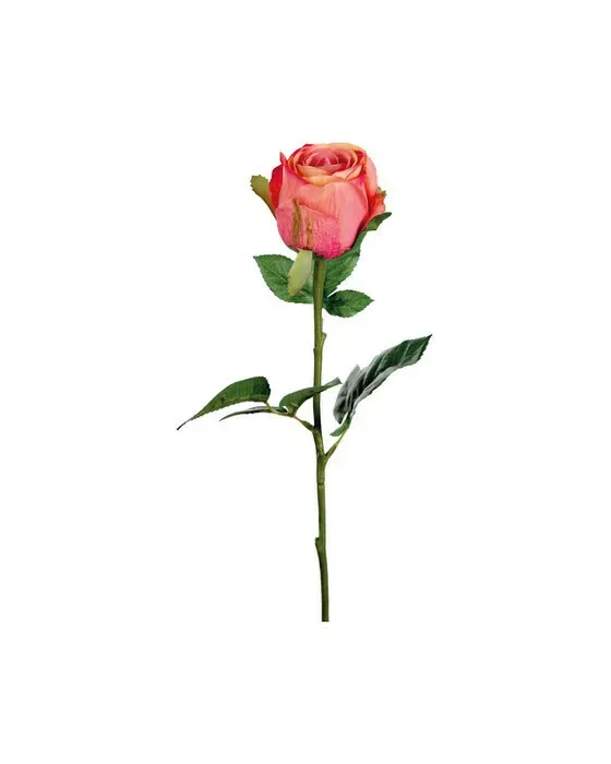 Rosa afskåret blomst koraller