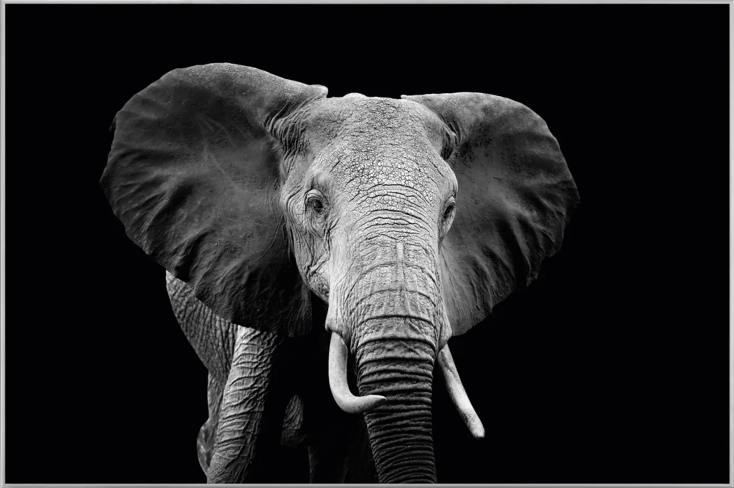 image LAND Bild mit Rahmen Majestätischer Elefant | Schubiger Möbel