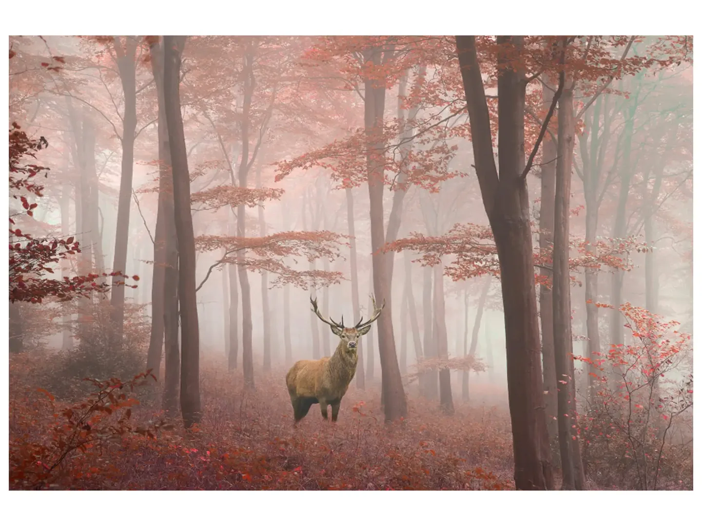 image LAND Digitaldruck auf Glas Hirsch im Herbstwald | Schubiger Möbel