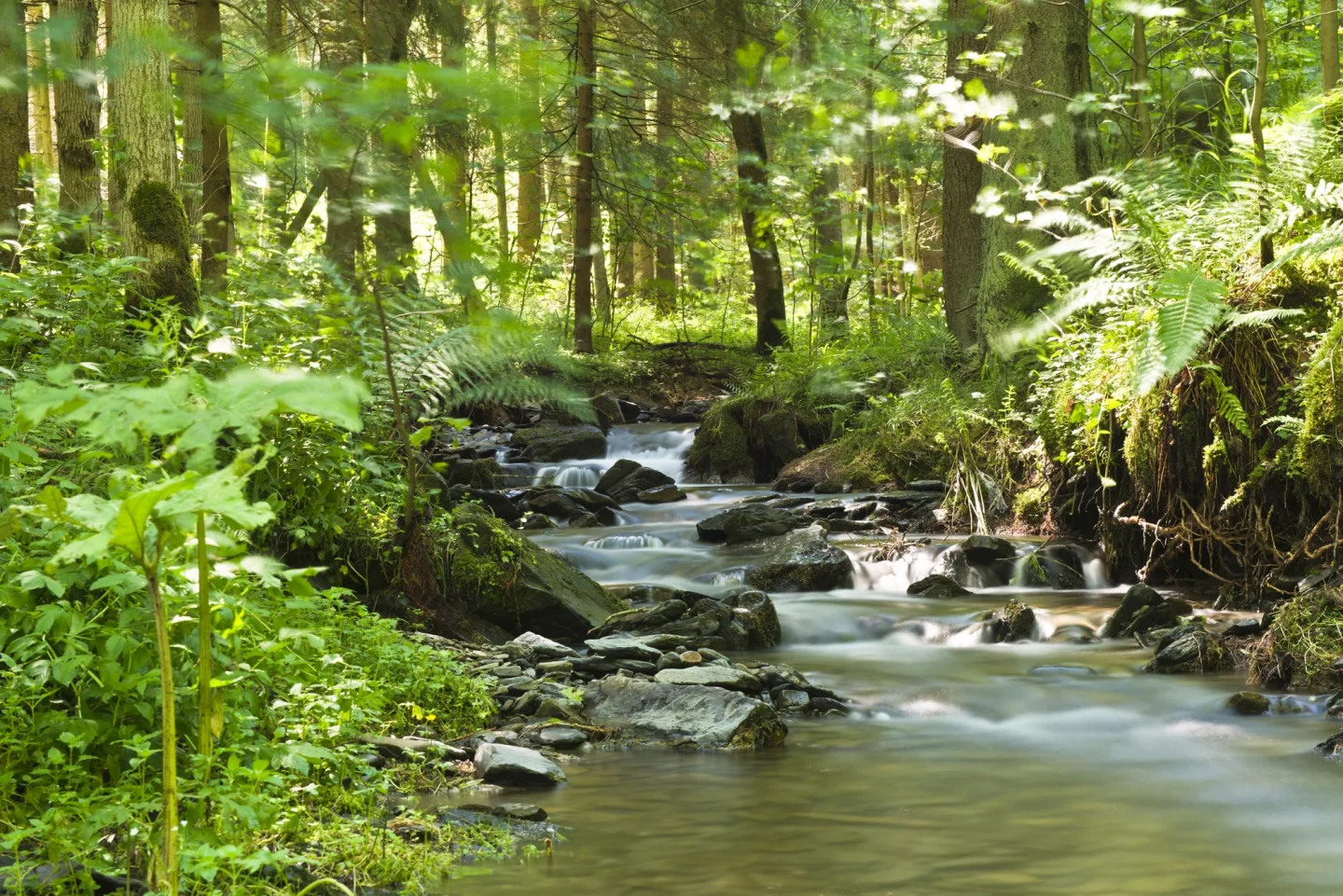 image LAND Canvas Flusslauf im Wald 1 | Schubiger Möbel