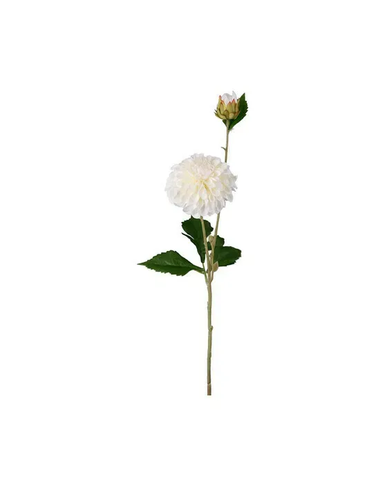 Dahlia afskåret blomst cream