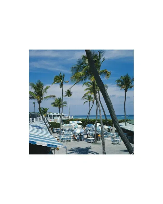 Florida Palms