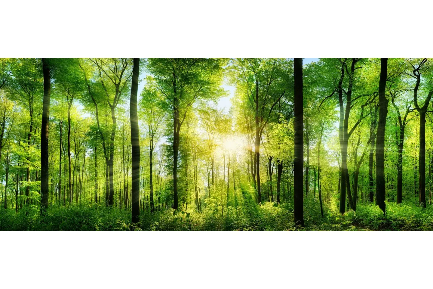 Tavla Forest - 50x125 cm