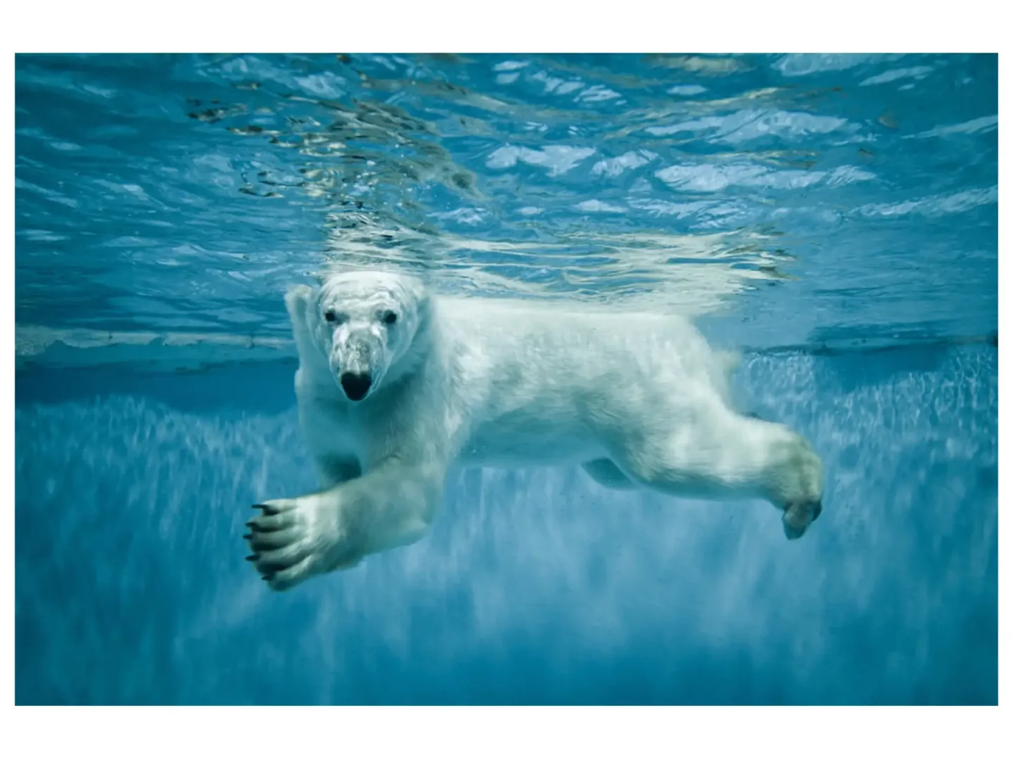 image LAND Digitaldruck auf Acrylglas Eisbär | Schubiger Möbel