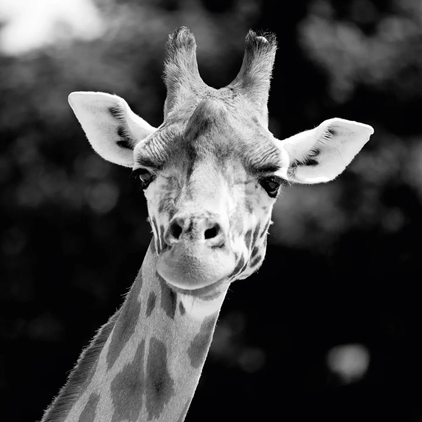 image LAND Alubild Giraffe | Schubiger Möbel