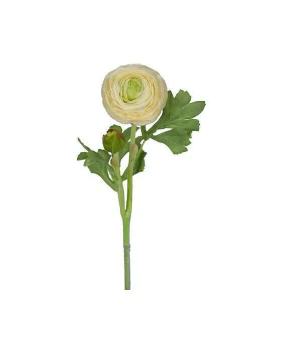 Ranunkel snitblomst hvid