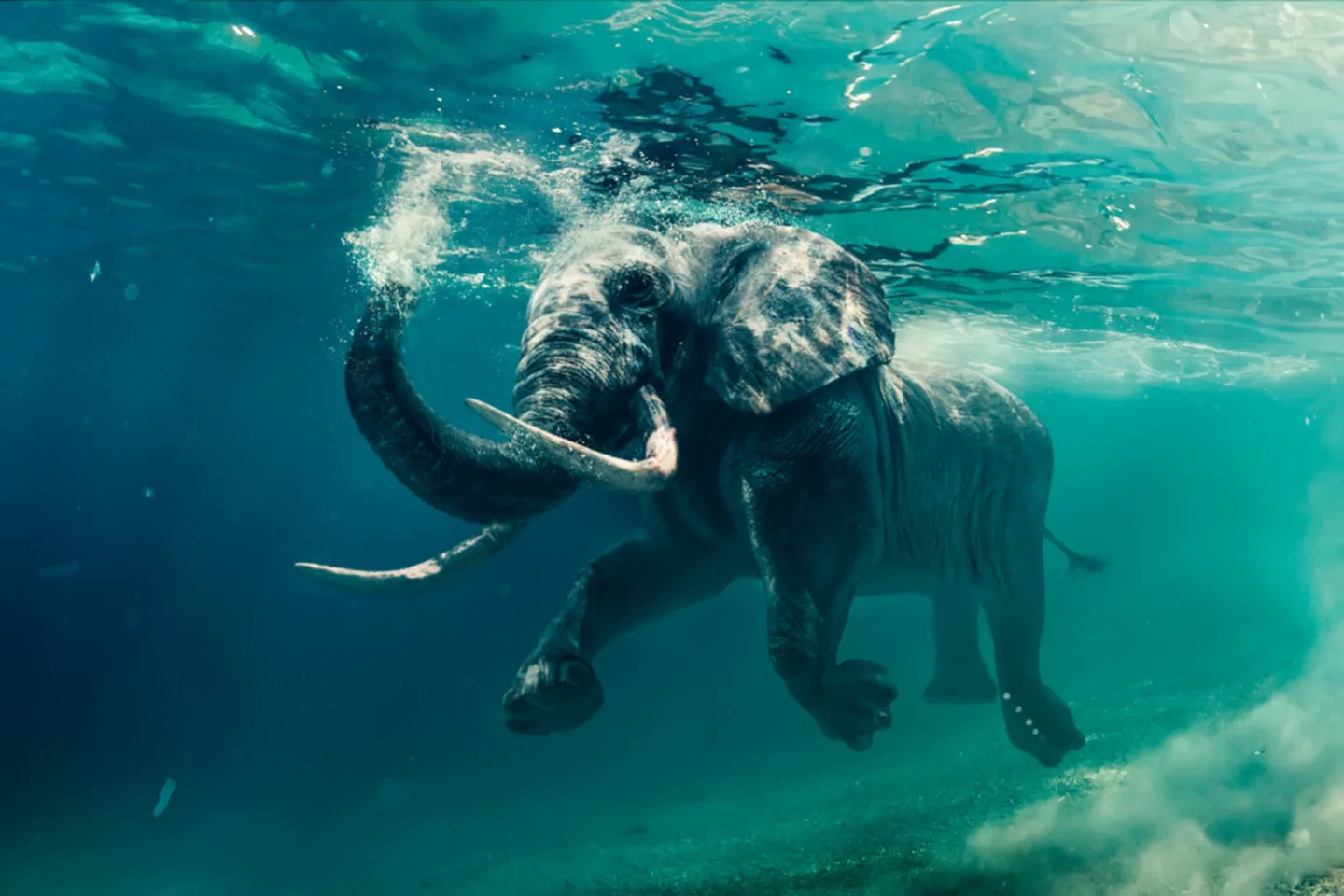 image LAND Alubild Schwimmender Elefant | Schubiger Möbel