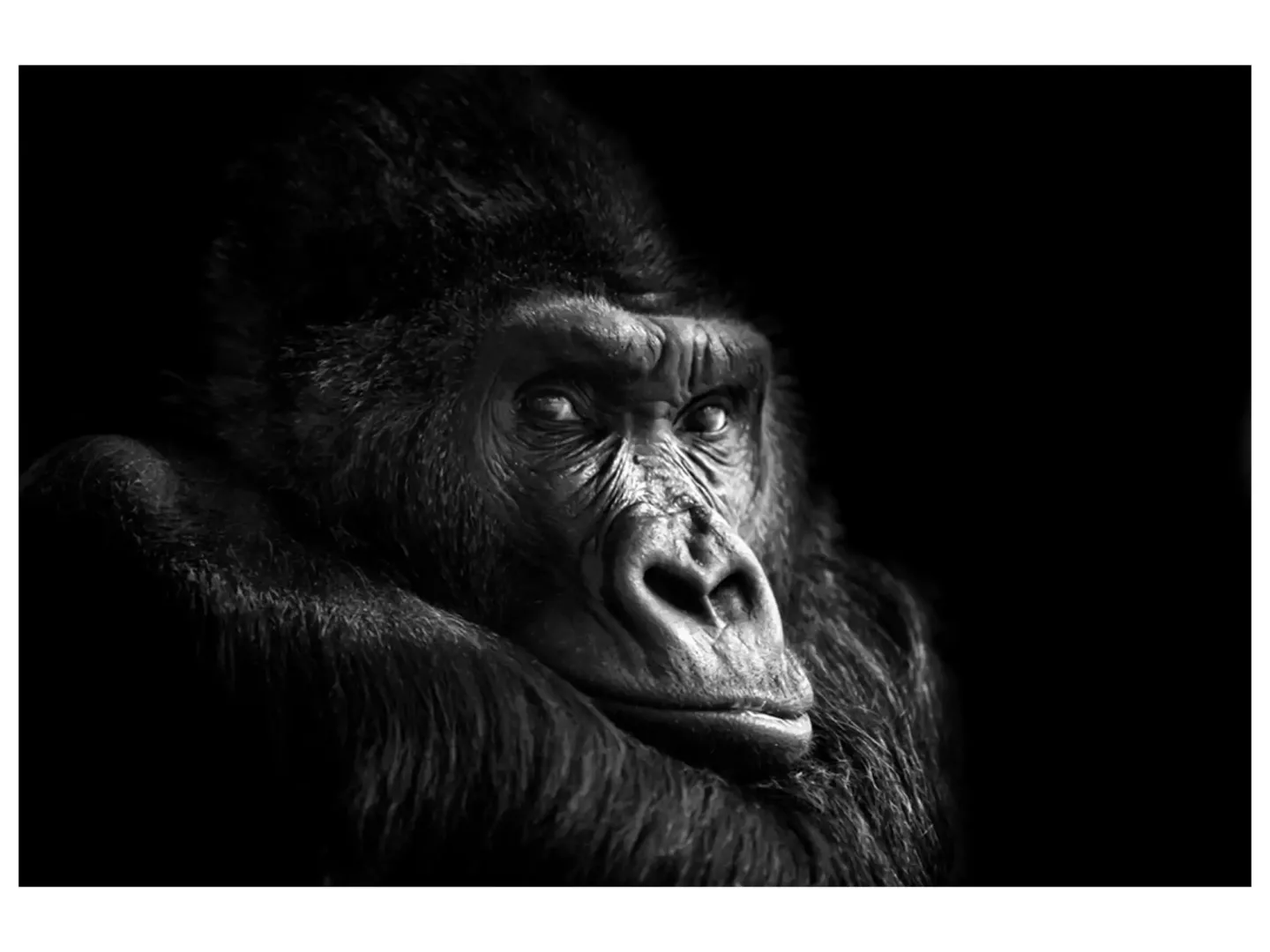 image LAND Digitaldruck auf Glas Gorilla | Schubiger Möbel
