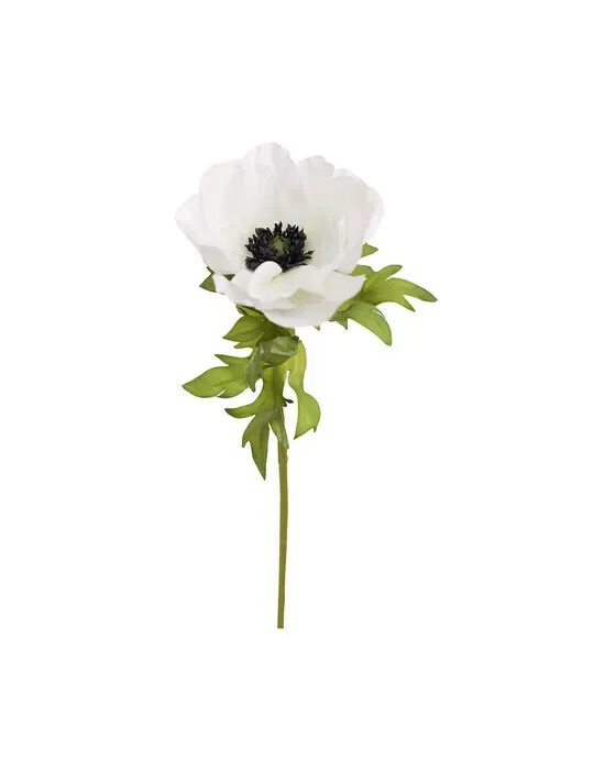 Anemone – afskåret blomst i hvid