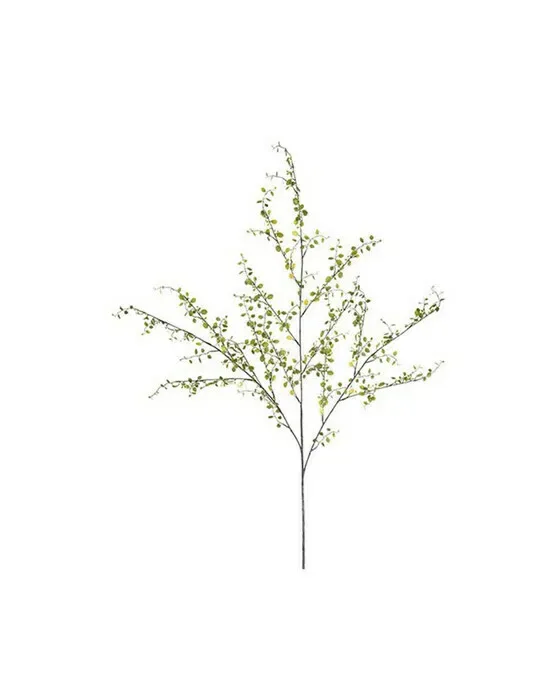 Muehlenbeckia afskårne blomster grøn