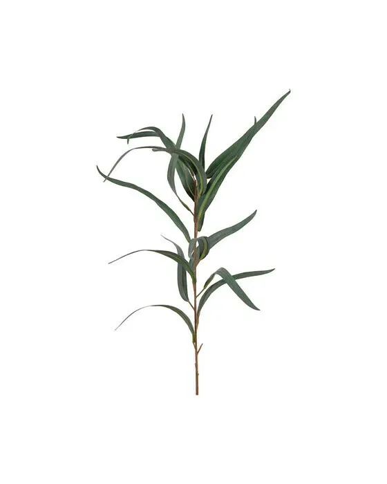 Eucalyptus afskåret blomst grøn