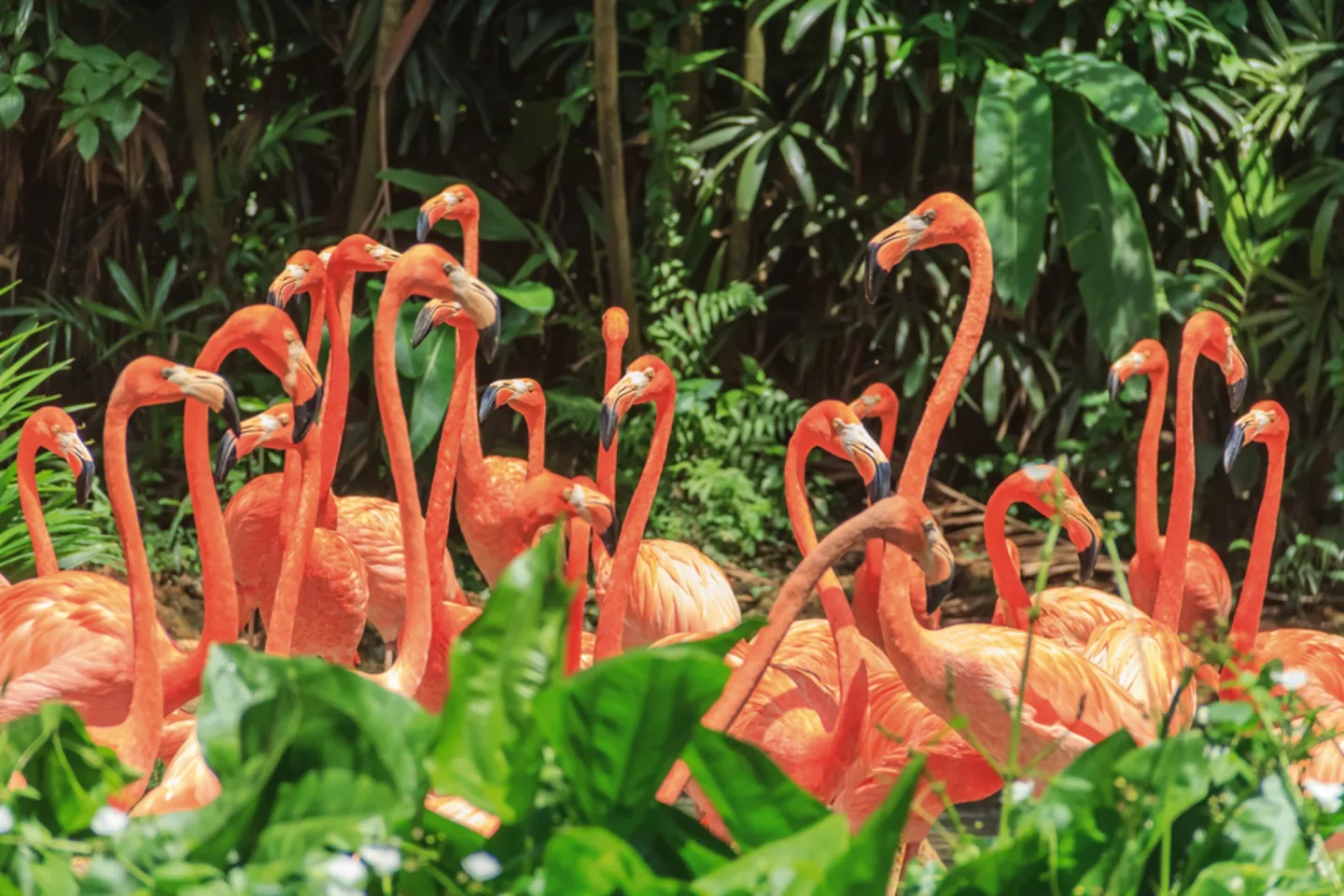 image LAND Alubild Nette Flamingo Familie | Schubiger Möbel