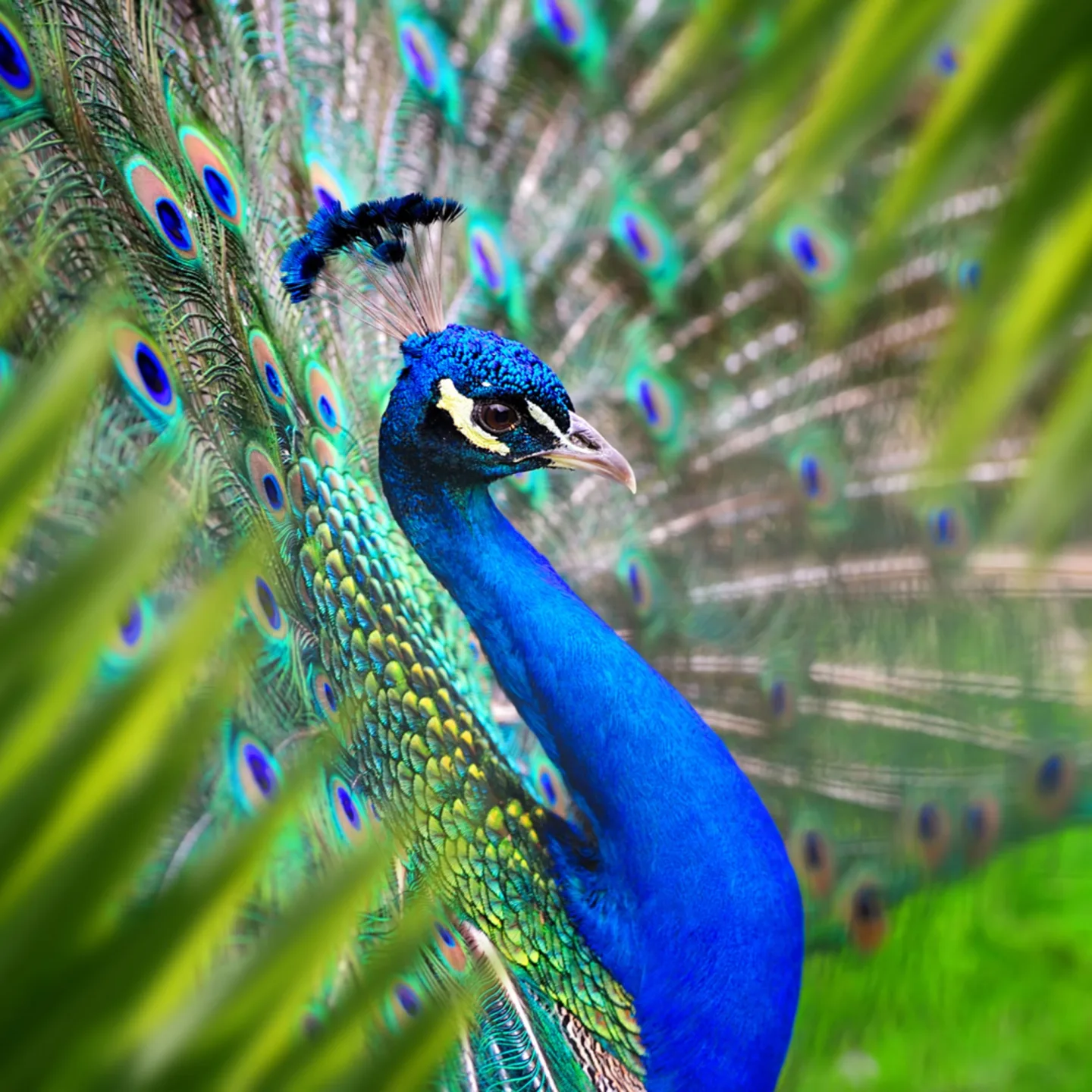 image LAND Acrylglasbild Eleganter Pfau | Schubiger Möbel