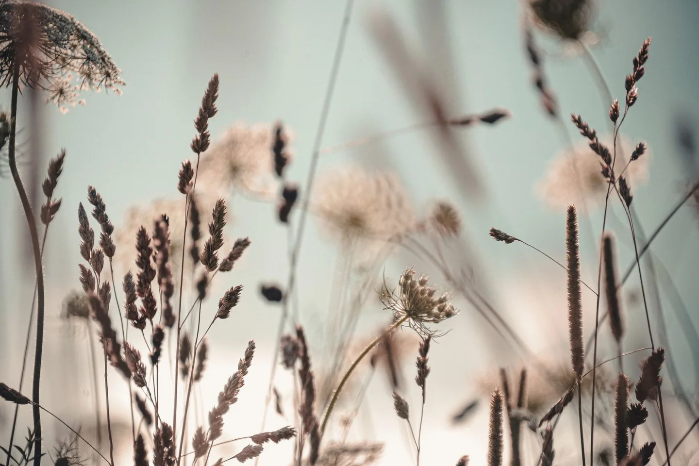 Tavla Dandelion - 80x120 cm