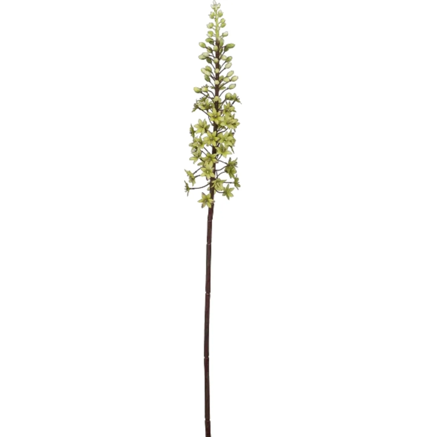Gasper Kunstblume Eremurus, Hellgrün H: 89 cm | Schubiger Möbel