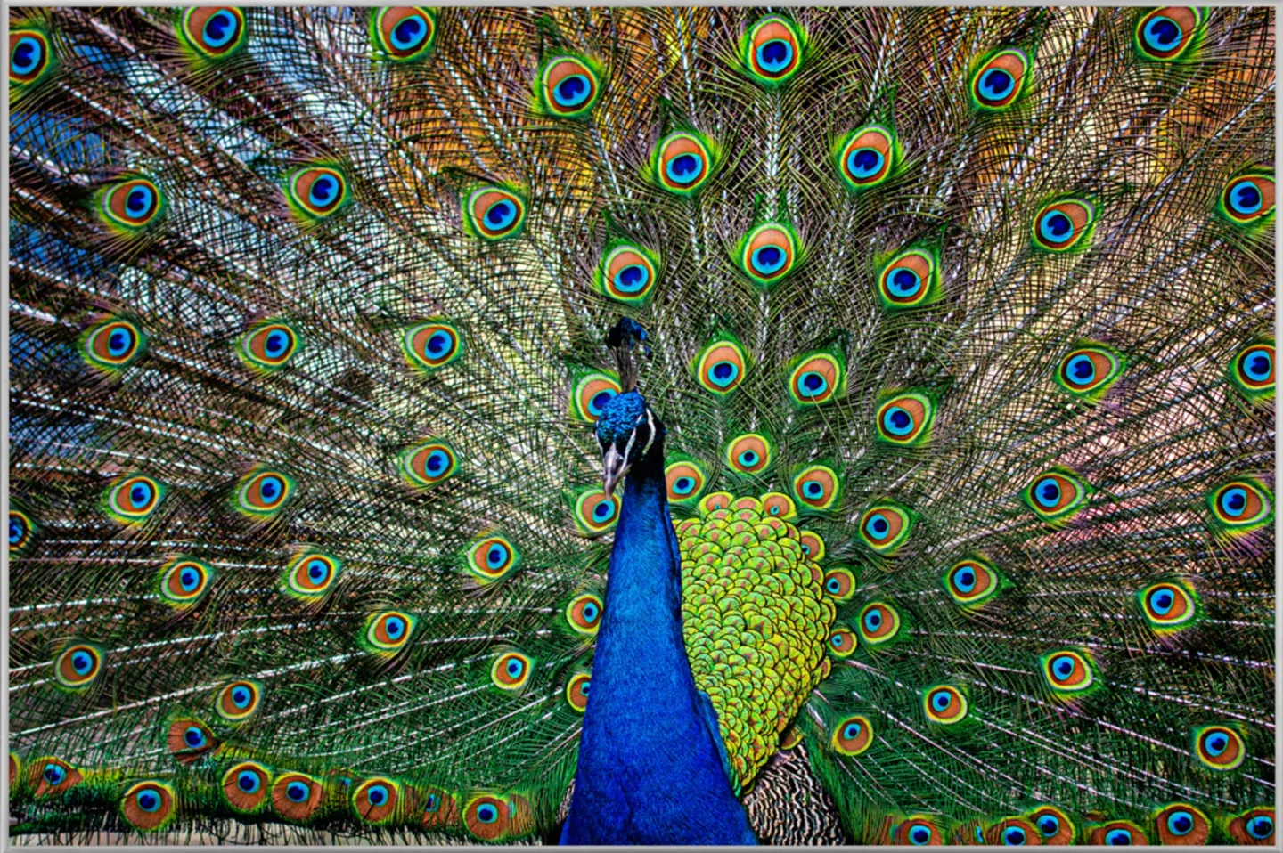 image LAND Bild mit Rahmen Stolzer Pfau | Schubiger Möbel