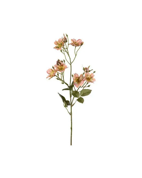 Japansk klatrerose snitblomst abrikos