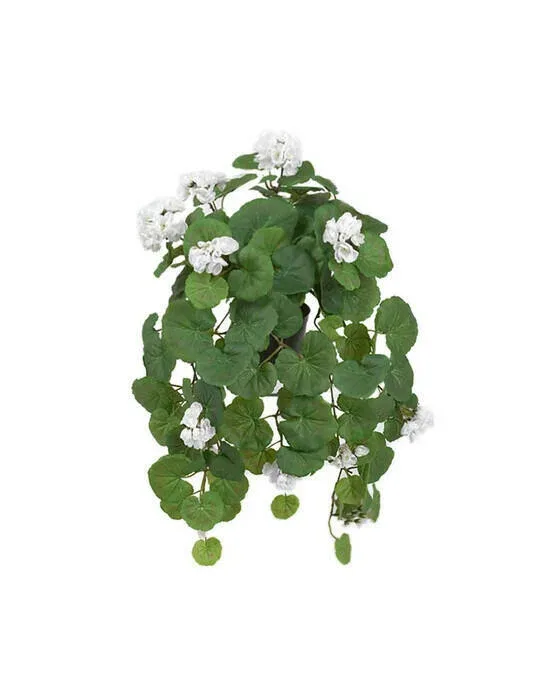 Hængpelargon potteplante hvid