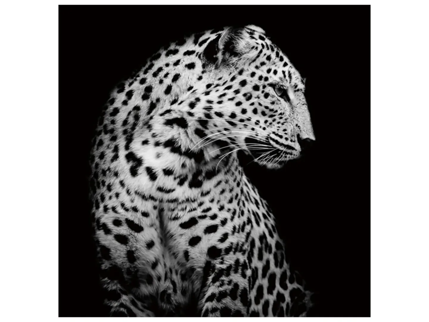image LAND Digitaldruck auf Glas Leopard in Der Nacht | Schubiger Möbel