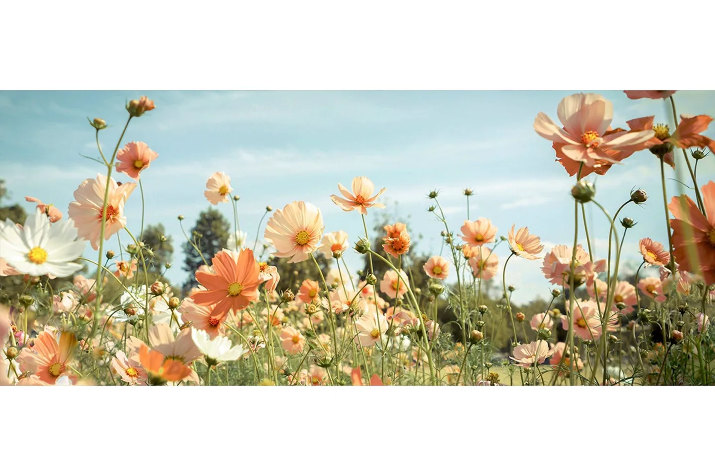 Tavla Yellow Meadow - 50x125 cm